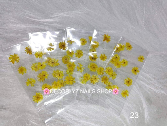 N. Naturaleza Margarita / Girasoles 23