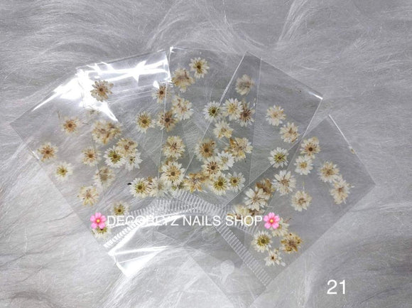 N. Naturaleza Margarita / Girasoles 21